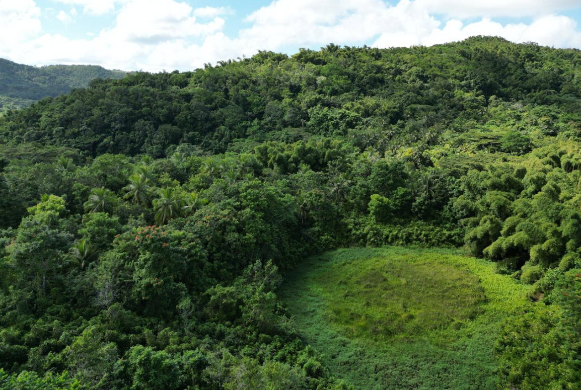Second image of Lot 43- Crawle Estate, St. Mary in Kilancholly, St. Mary, Jamaica - property is For Sale