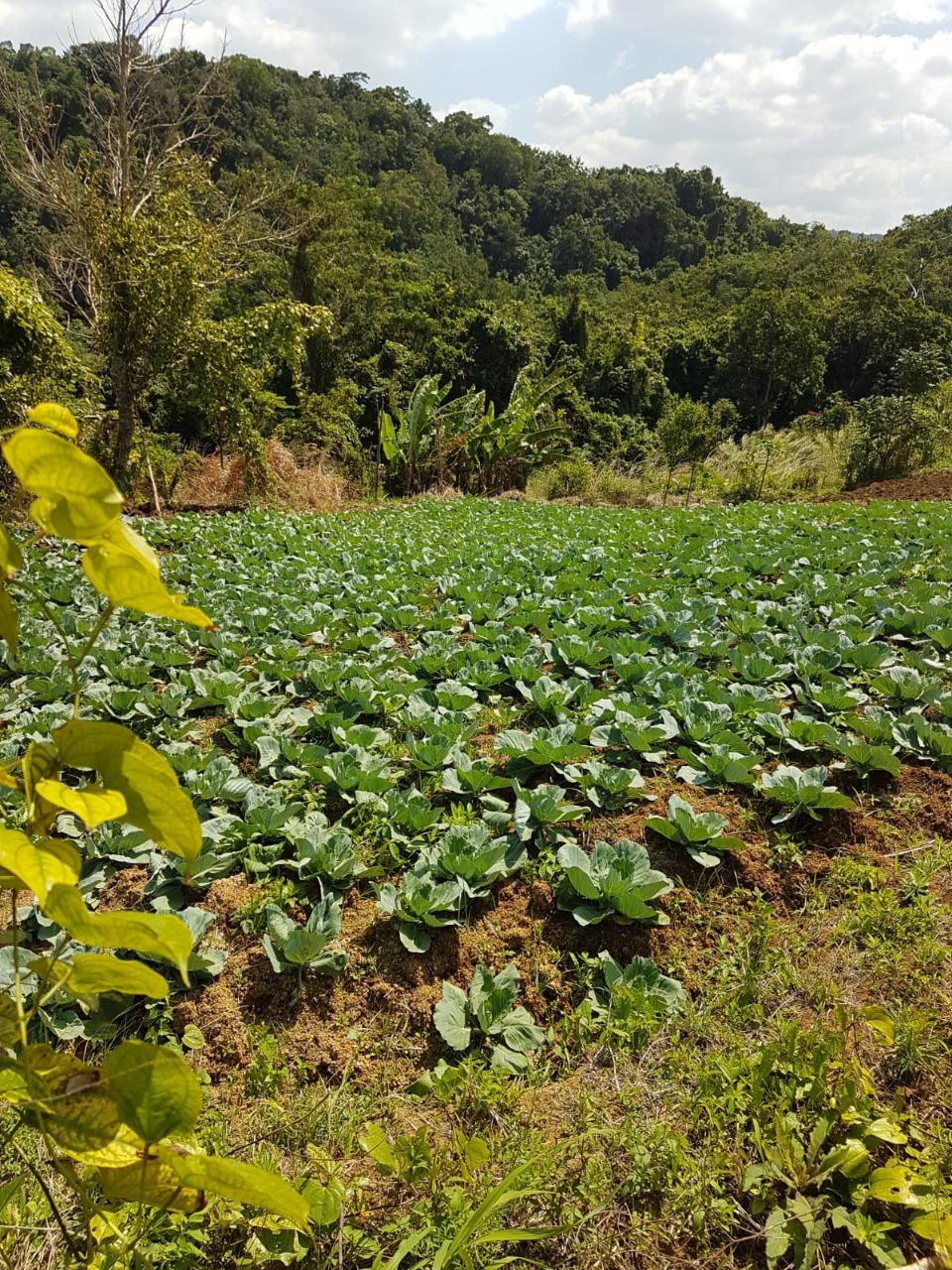 Nineteenth image of Southfield in Runaway Bay, St. Ann, Jamaica - property is For Sale