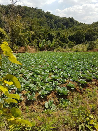 Nineteenth image of Southfield in Runaway Bay, St. Ann, Jamaica - property is For Sale