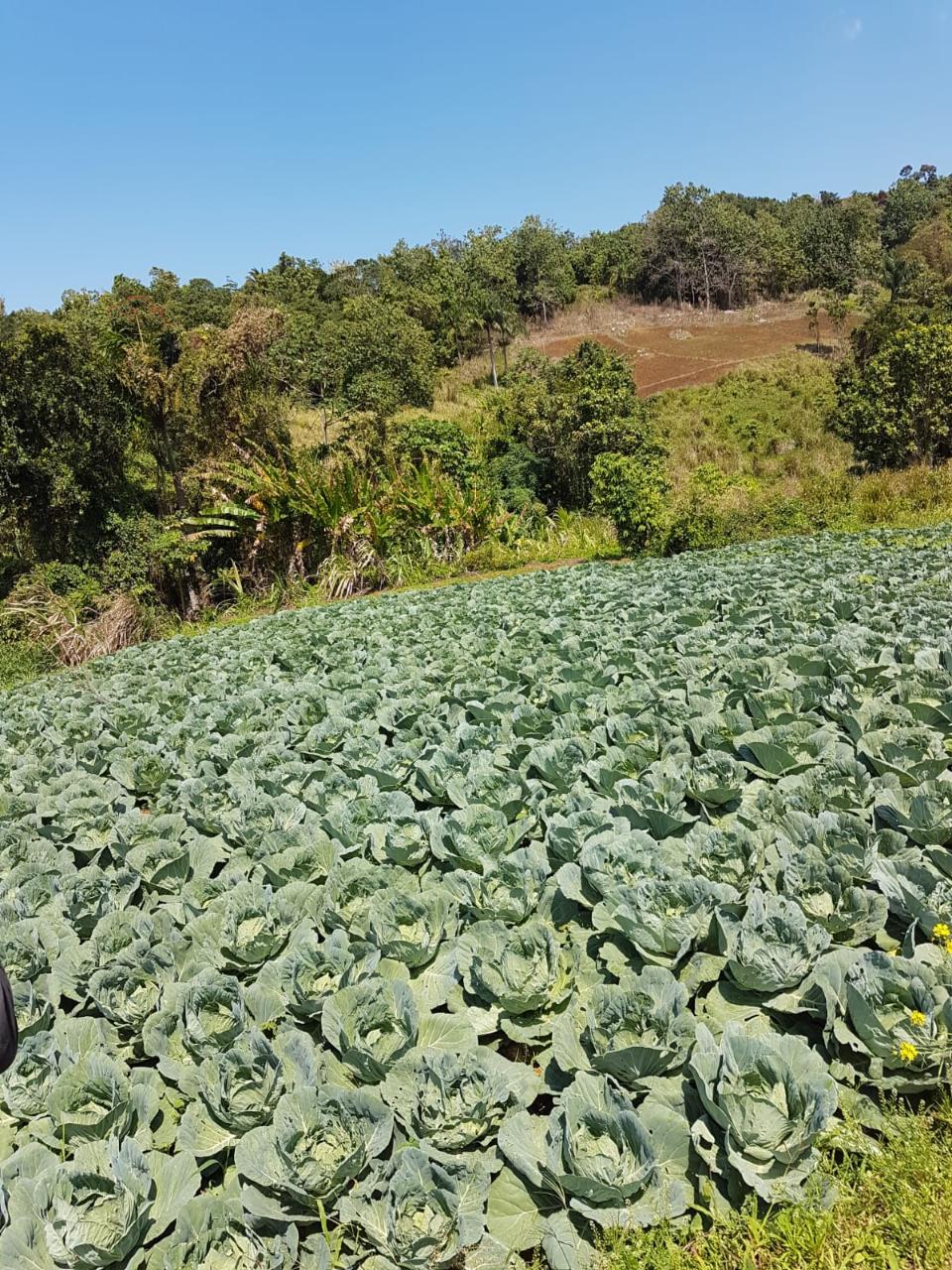 Twentieth image of Southfield in Runaway Bay, St. Ann, Jamaica - property is For Sale