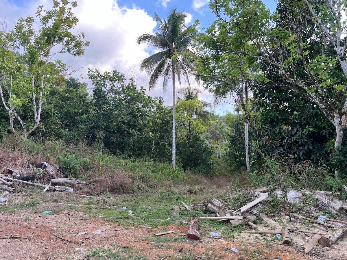 80-Acres-of-Prime-Development-Land-for-Sale-in-Haddo-Westmoreland Eleventh image of Haddo, Westmoreland in Haddo, Westmoreland, Jamaica - property is For Sale
