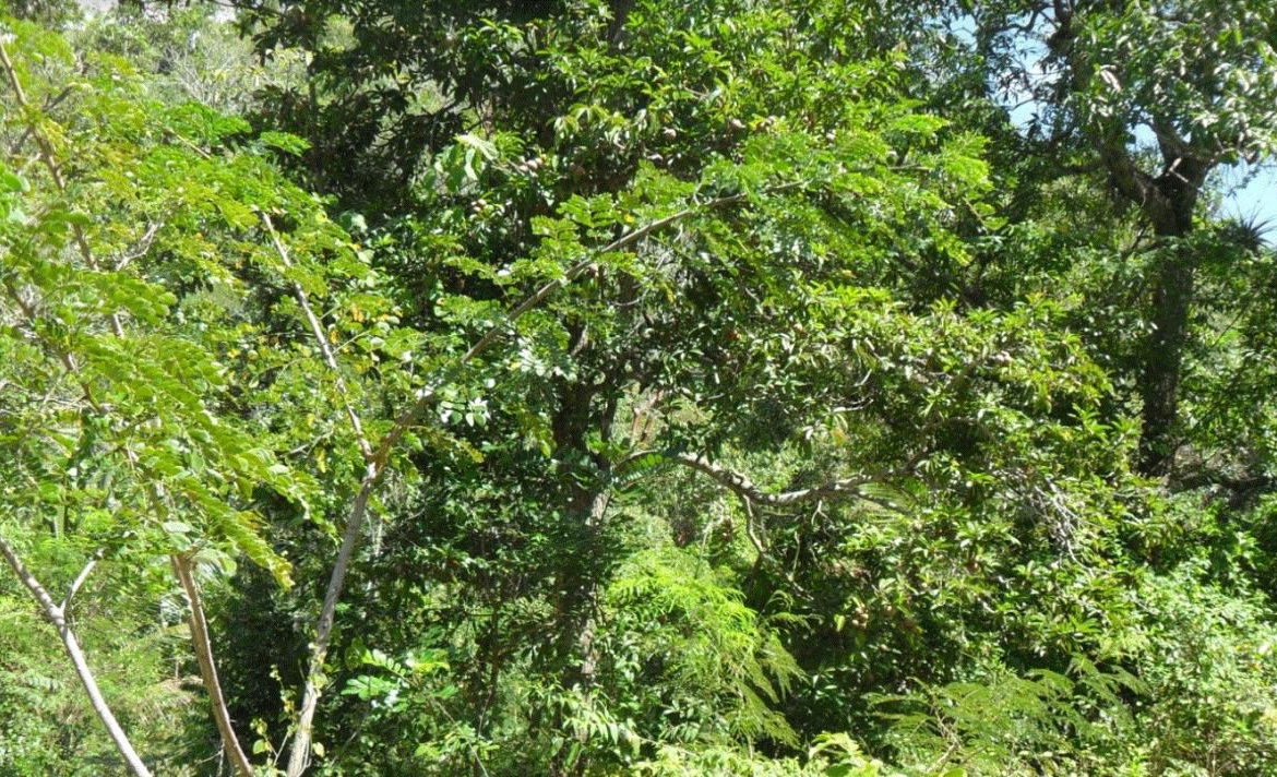 Second image of Top Mountain, Kitson Town in KITSON TOWN, St. Catherine, Jamaica - property is For Sale
