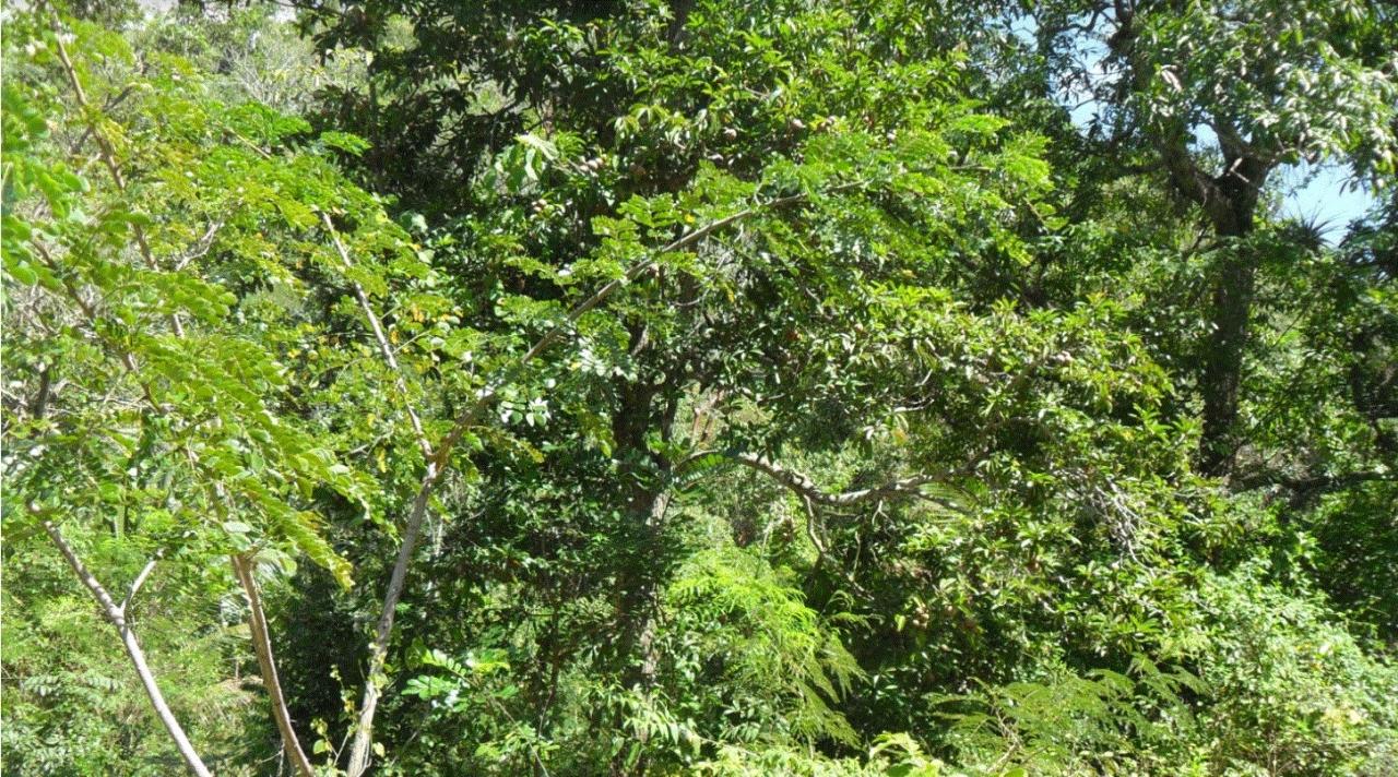 Second image of Top Mountain, Kitson Town in KITSON TOWN, St. Catherine, Jamaica - property is For Sale