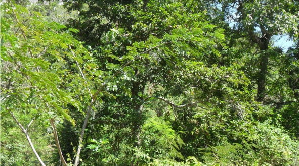 Second image of Top Mountain, Kitson Town in KITSON TOWN, St. Catherine, Jamaica - property is For Sale