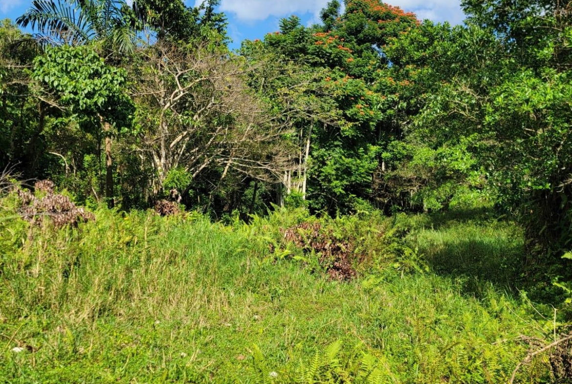 First image of Part of Mammee Ridge in Mammee Ridge, St. Ann, Jamaica - property is For Sale