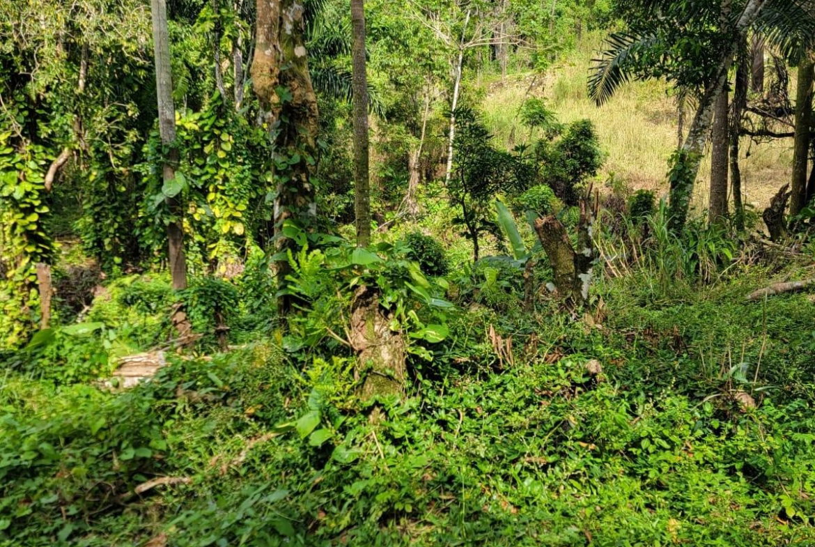 Third image of Part of Mammee Ridge in Mammee Ridge, St. Ann, Jamaica - property is For Sale