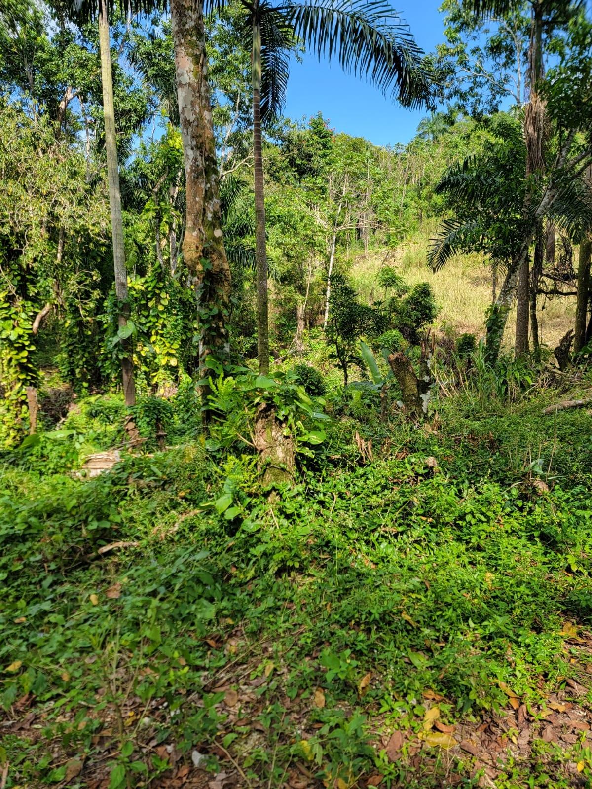 Third image of Part of Mammee Ridge in Mammee Ridge, St. Ann, Jamaica - property is For Sale