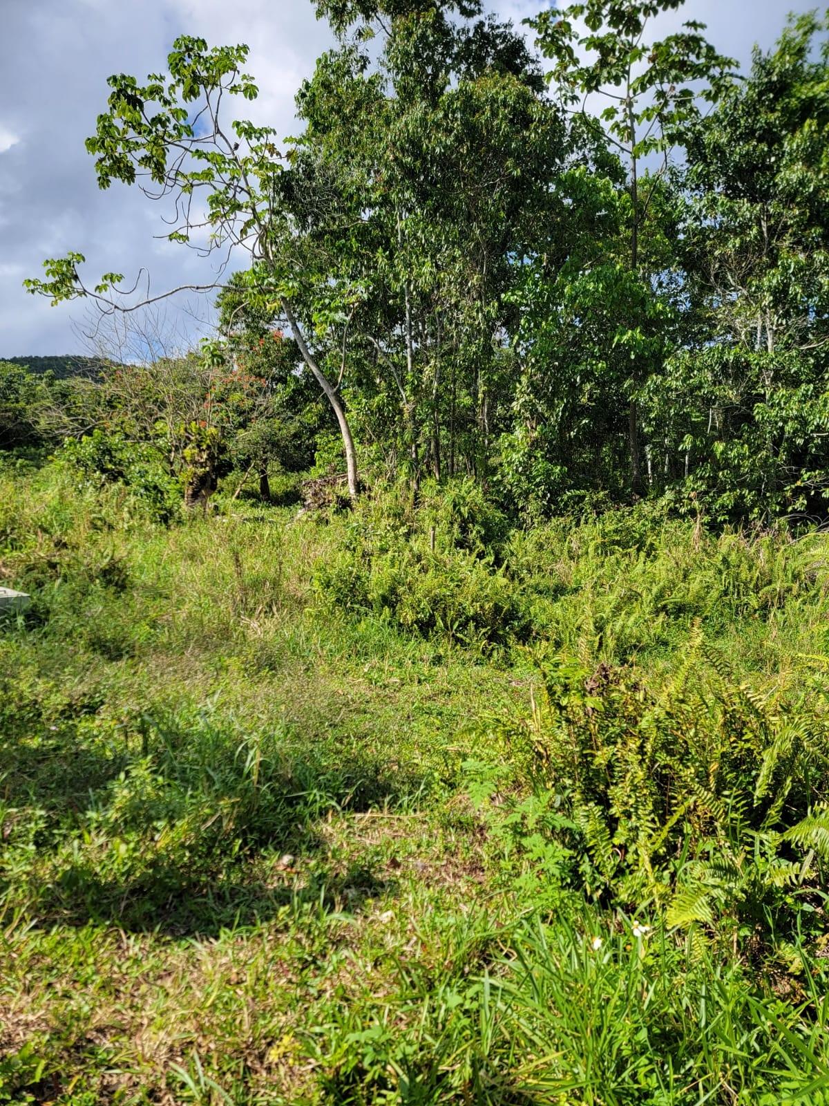 Fourth image of Part of Mammee Ridge in Mammee Ridge, St. Ann, Jamaica - property is For Sale