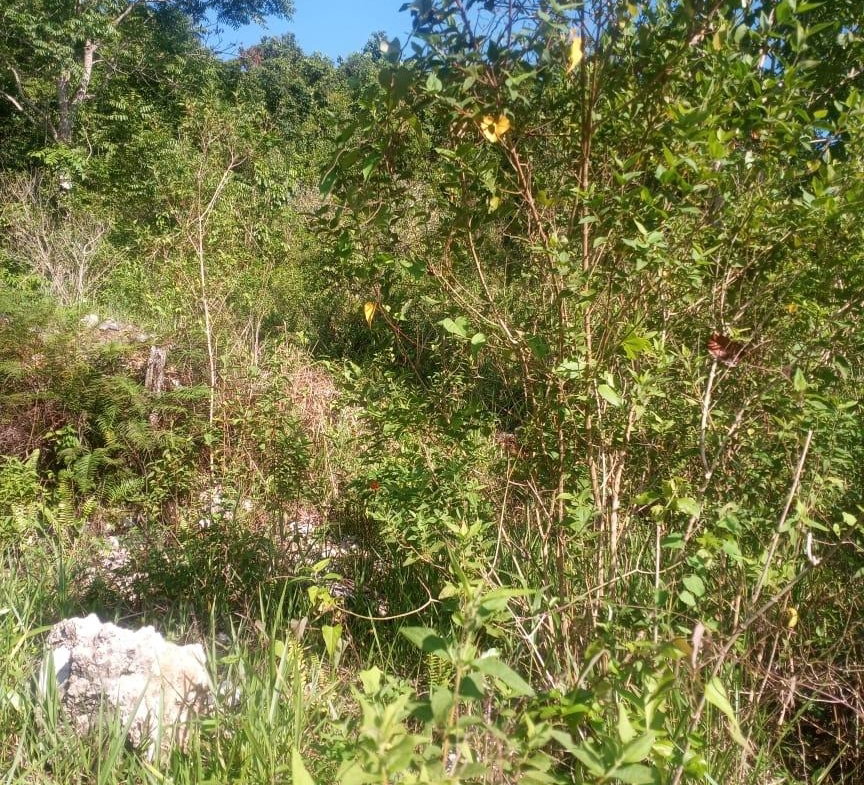 Third image of Ballyinure Harry Watch m in Ballynure, Manchester, Jamaica - property is For Sale