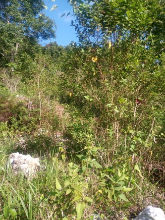 Third image of Ballyinure Harry Watch m in Ballynure, Manchester, Jamaica - property is For Sale
