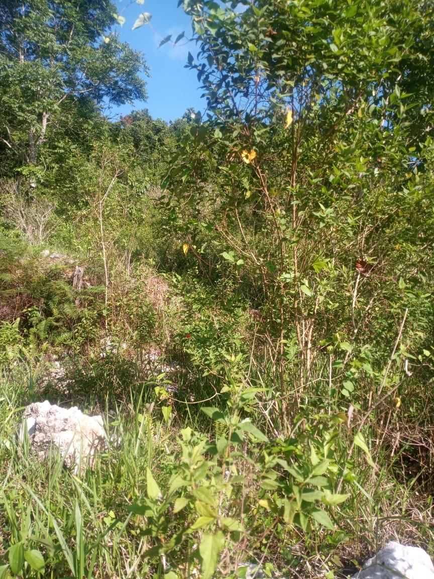 Seventh image of Ballyinure Harry Watch m in Ballynure, Manchester, Jamaica - property is For Sale