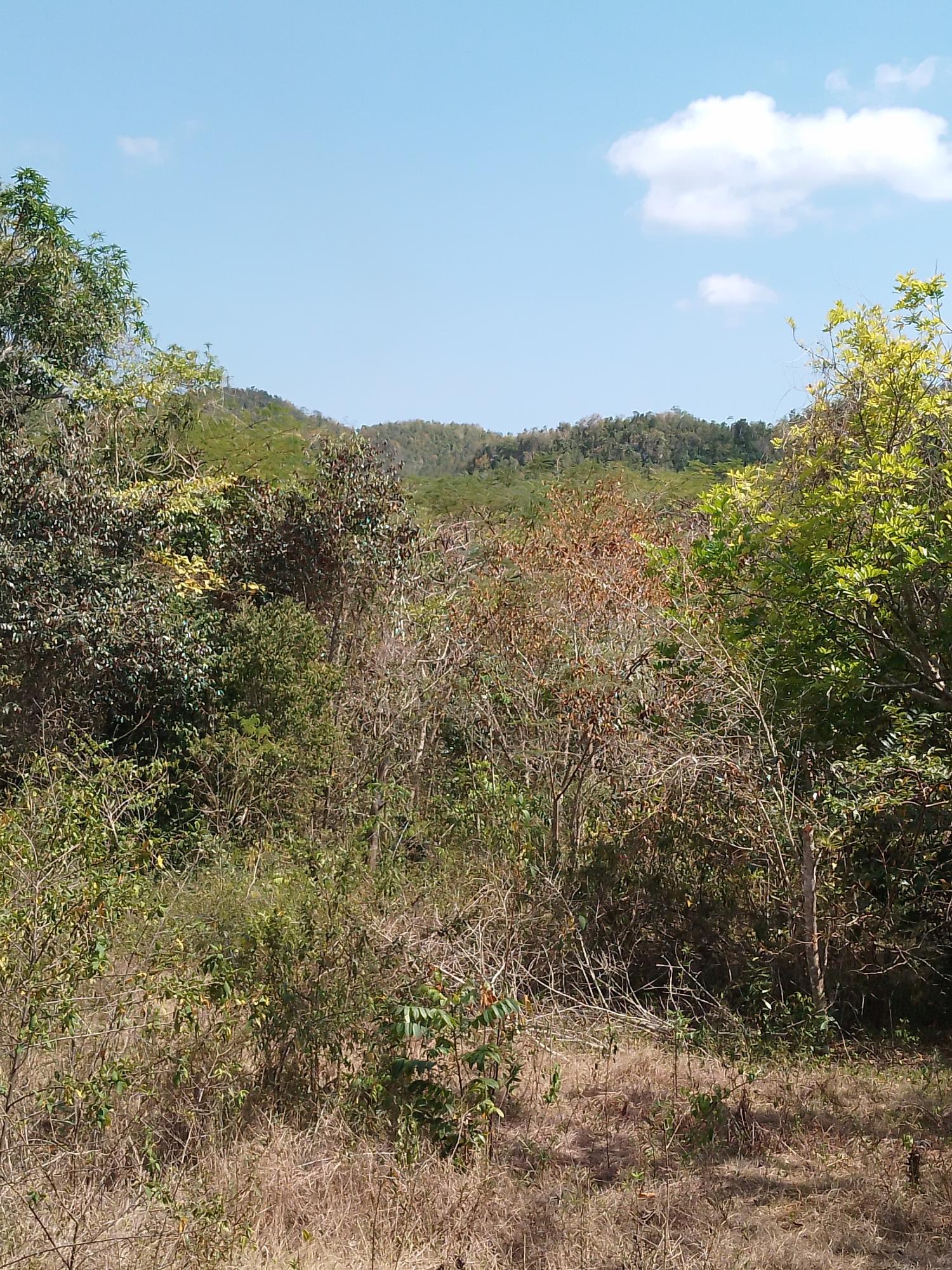 Second image of Lot 1 Simon, Bamboo District. in Simons, St. Catherine, Jamaica - property is For Sale