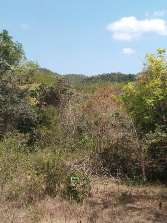 Second image of Lot 1 Simon, Bamboo District. in Simons, St. Catherine, Jamaica - property is For Sale
