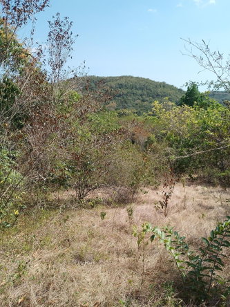 Fifteenth image of Lot 1 Simon, Bamboo District. in Simons, St. Catherine, Jamaica - property is For Sale