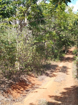 Sixteenth image of Lot 1 Simon, Bamboo District. in Simons, St. Catherine, Jamaica - property is For Sale