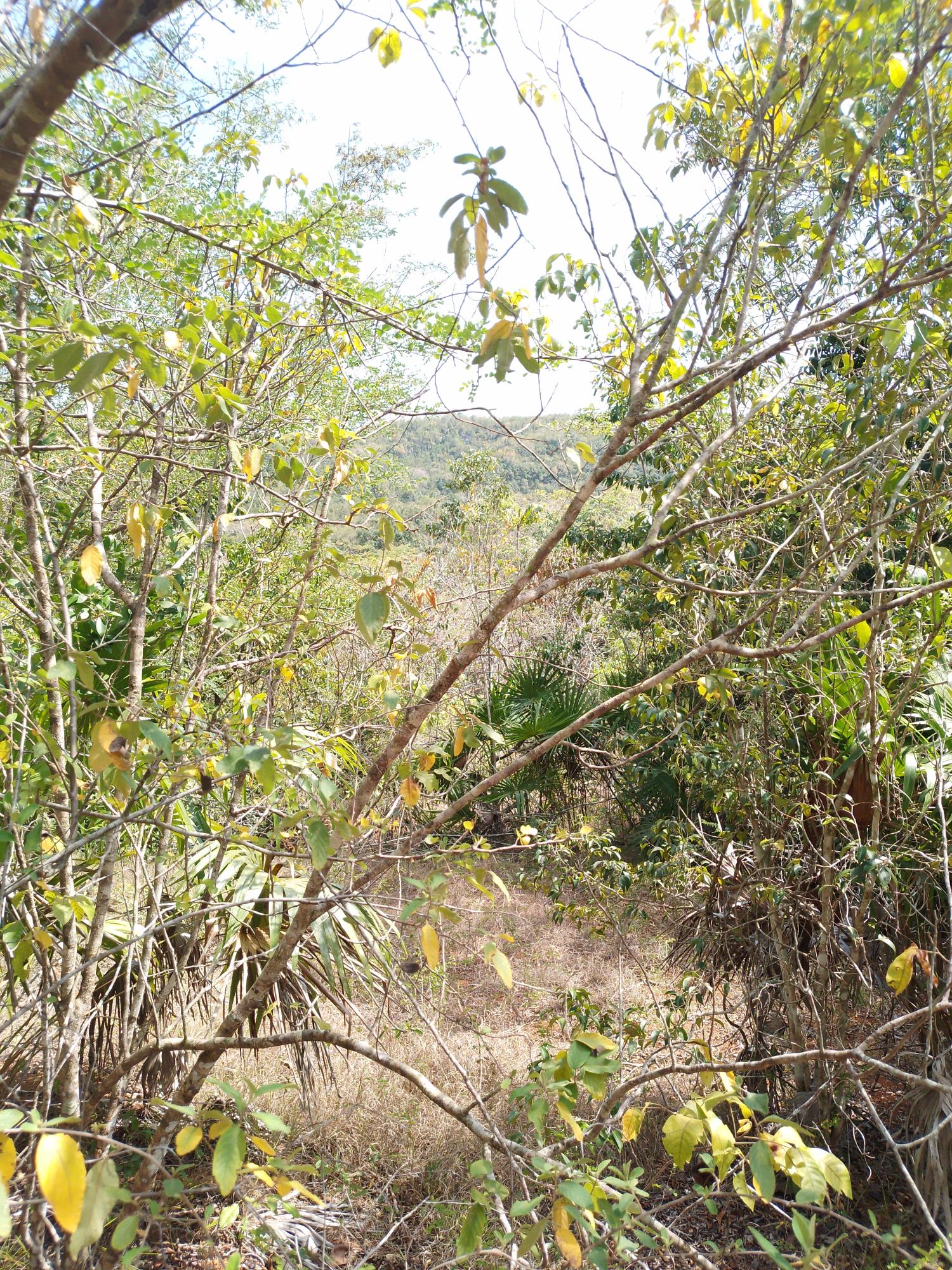 Twenty-Second image of Lot 1 Simon, Bamboo District. in Simons, St. Catherine, Jamaica - property is For Sale