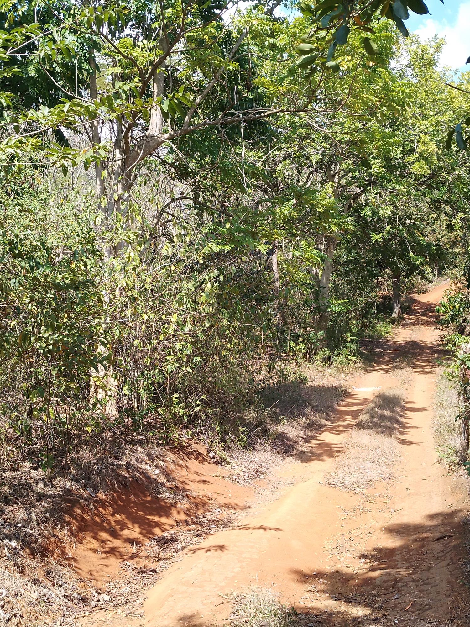 Twenty-Fourth image of Lot 1 Simon, Bamboo District. in Simons, St. Catherine, Jamaica - property is For Sale