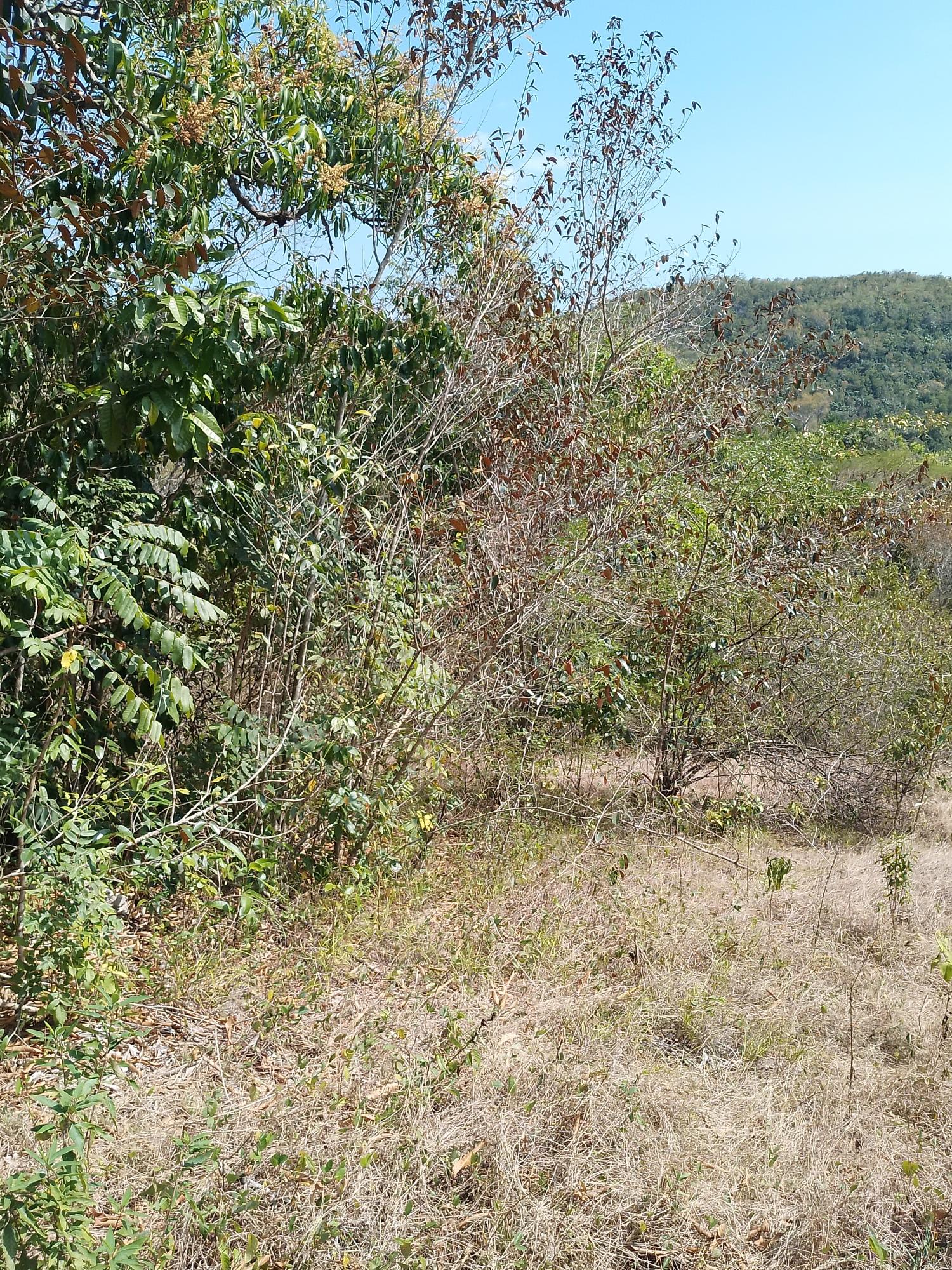 Twenty-Fifth image of Lot 1 Simon, Bamboo District. in Simons, St. Catherine, Jamaica - property is For Sale