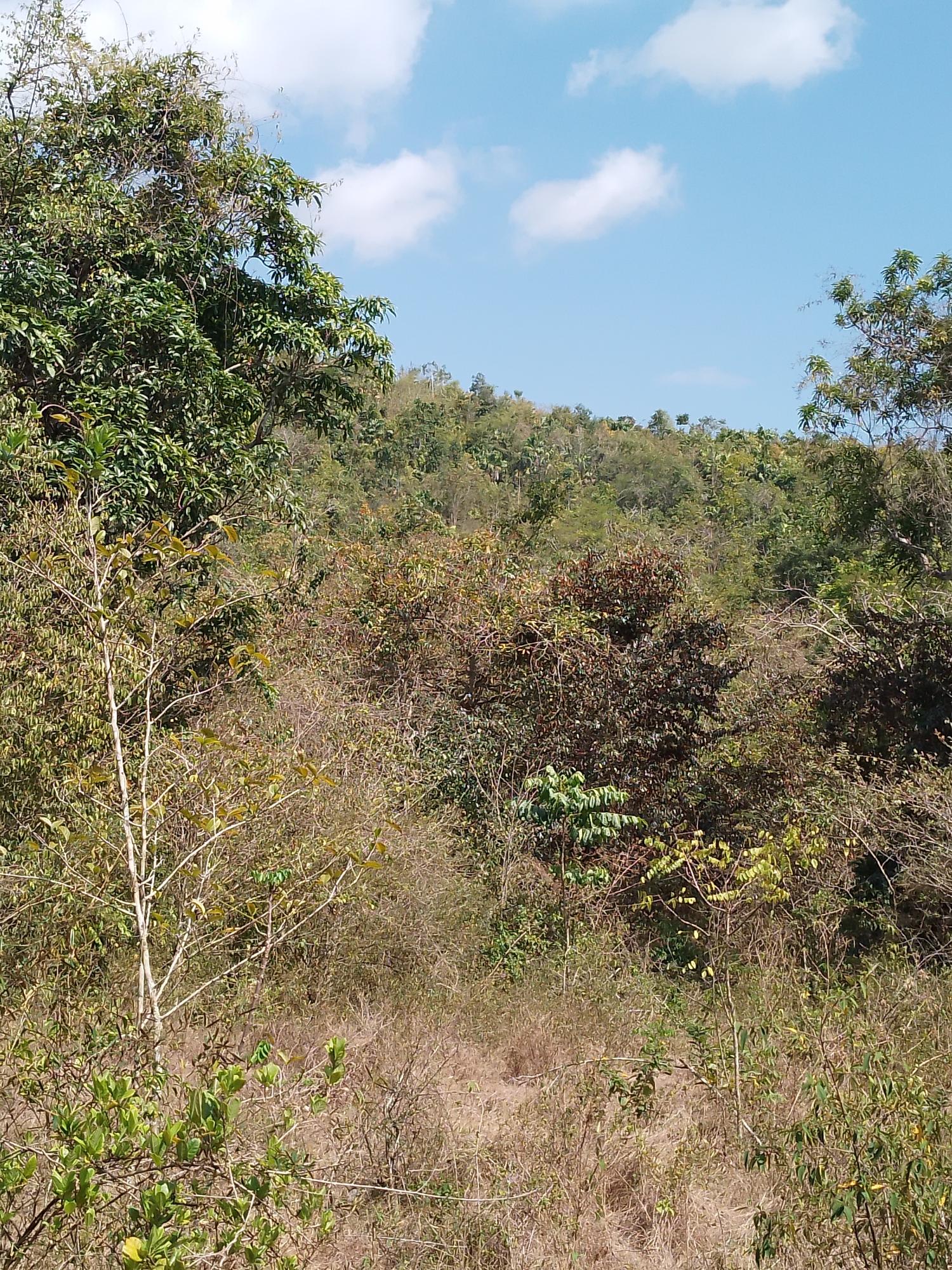 Twenty-Ninth image of Lot 1 Simon, Bamboo District. in Simons, St. Catherine, Jamaica - property is For Sale