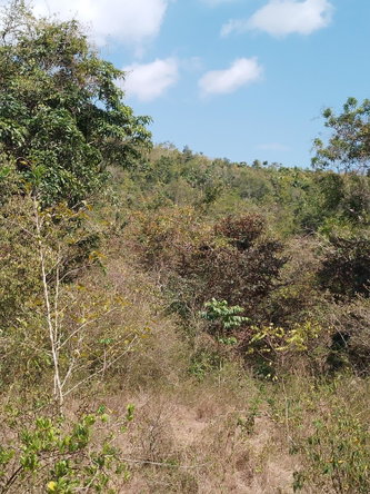 Twenty-Ninth image of Lot 1 Simon, Bamboo District. in Simons, St. Catherine, Jamaica - property is For Sale