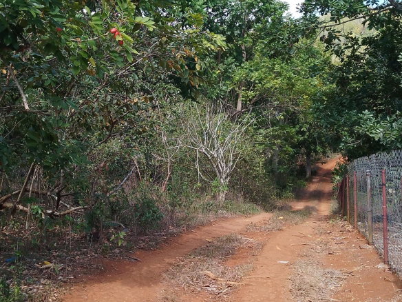 First image of Lot 1 Simon, Bamboo District. in Simons, St. Catherine, Jamaica - property is For Sale