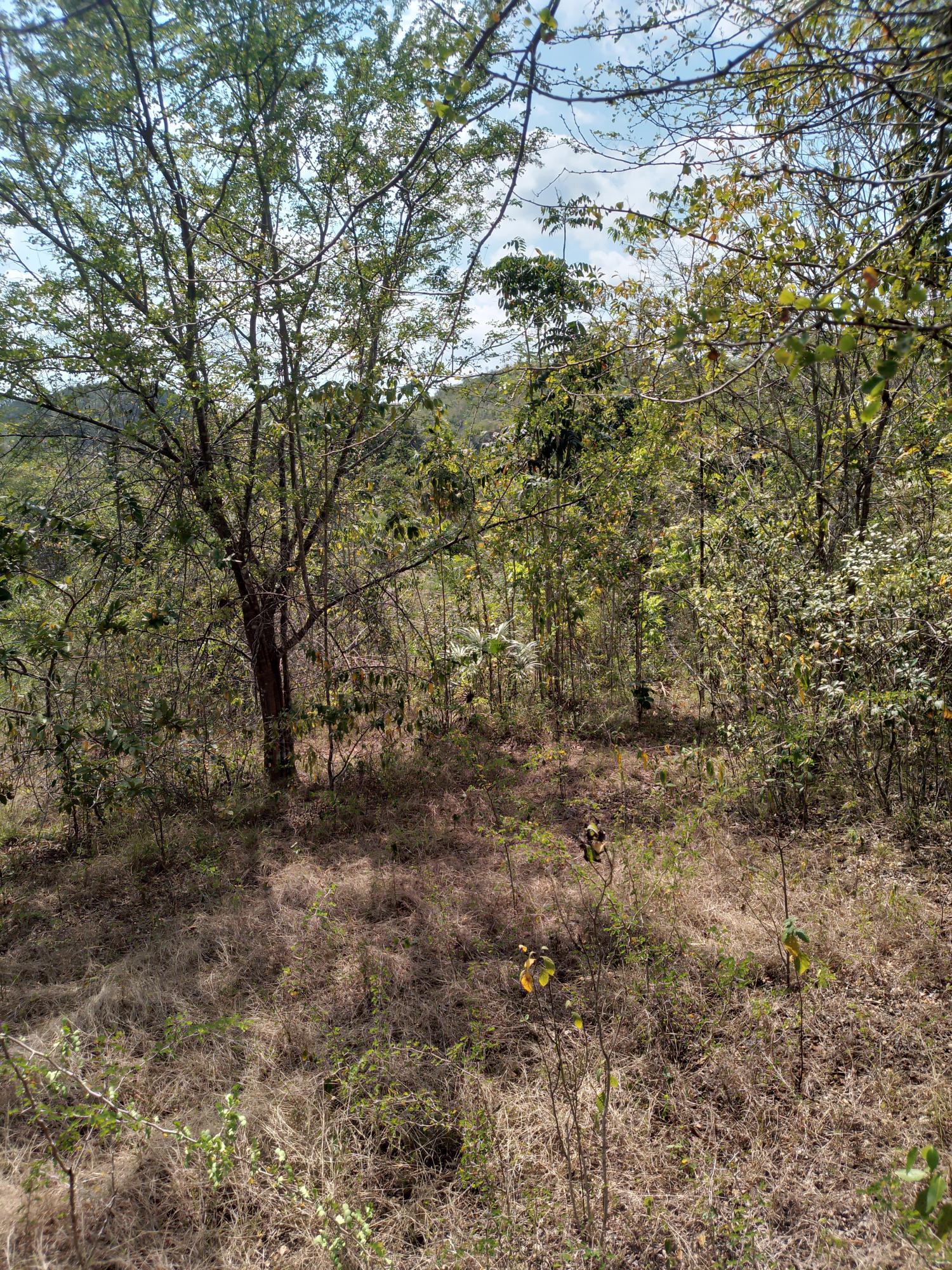 Eighth image of Lot 1 Simon, Bamboo District. in Simons, St. Catherine, Jamaica - property is For Sale