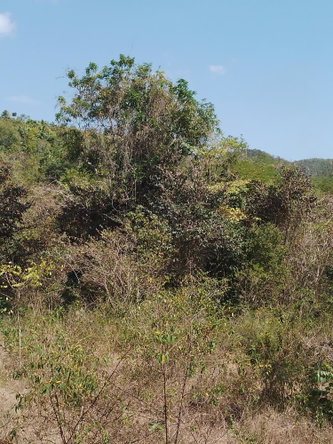 Tenth image of Lot 1 Simon, Bamboo District. in Simons, St. Catherine, Jamaica - property is For Sale