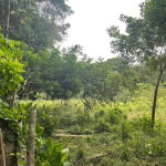 First image of 24 Fort George in Camberwell, St. Mary, Jamaica - property is For Sale