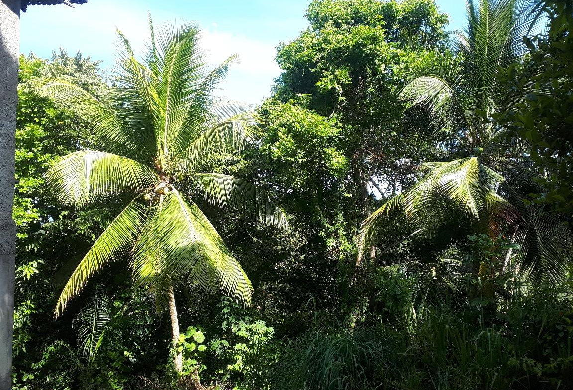 First image of Lot # 153- Whitehall in Port Maria, St. Mary, Jamaica - property is For Sale