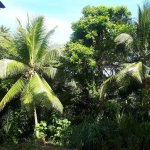 First image of Lot # 153- Whitehall in Port Maria, St. Mary, Jamaica - property is For Sale