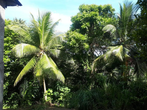 First image of Lot # 153- Whitehall in Port Maria, St. Mary, Jamaica - property is For Sale