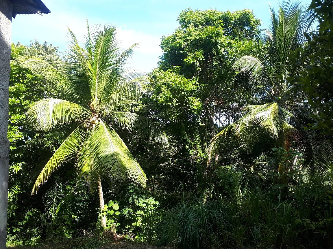 9.8-Acres-Residential-Development-Land-for-Sale-in-St.-Mary-Jamaica First image of Lot # 153- Whitehall in Port Maria, St. Mary, Jamaica - property is For Sale