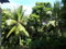 First image of Lot # 153- Whitehall in Port Maria, St. Mary, Jamaica - property is For Sale