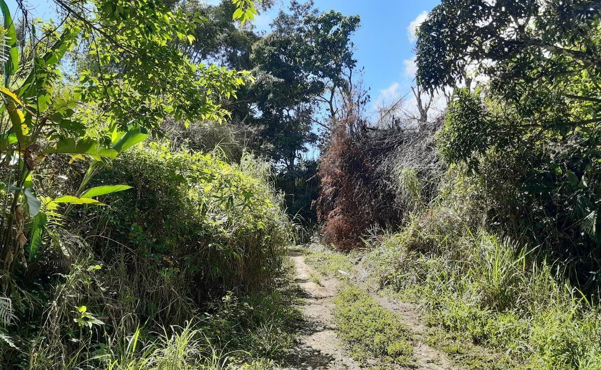 First image of Land Part of Mary's Vale in Blackstonedge, St. Ann, Jamaica - property is For Sale