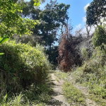 First image of Land Part of Mary's Vale in Blackstonedge, St. Ann, Jamaica - property is For Sale