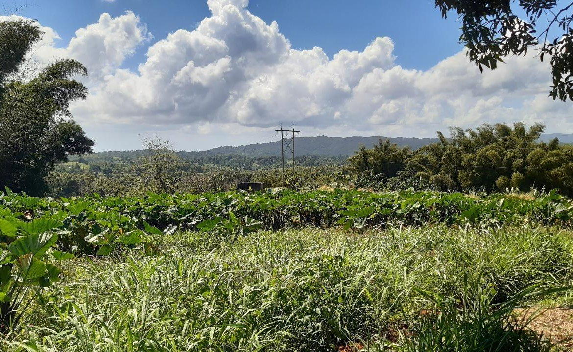 Third image of Land Part of Mary's Vale in Blackstonedge, St. Ann, Jamaica - property is For Sale