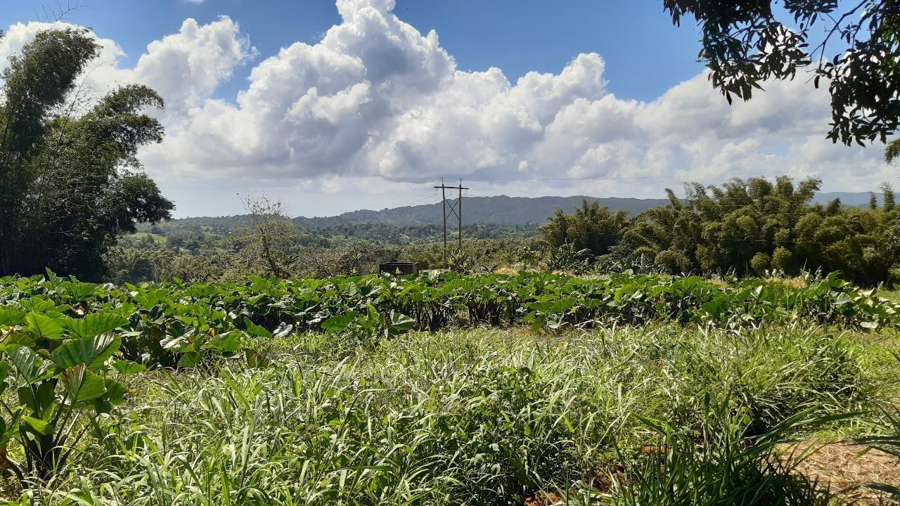 Third image of Land Part of Mary's Vale in Blackstonedge, St. Ann, Jamaica - property is For Sale