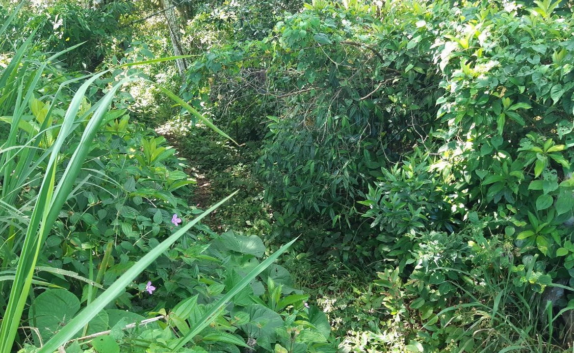 Fourth image of Land Part of Mary's Vale in Blackstonedge, St. Ann, Jamaica - property is For Sale