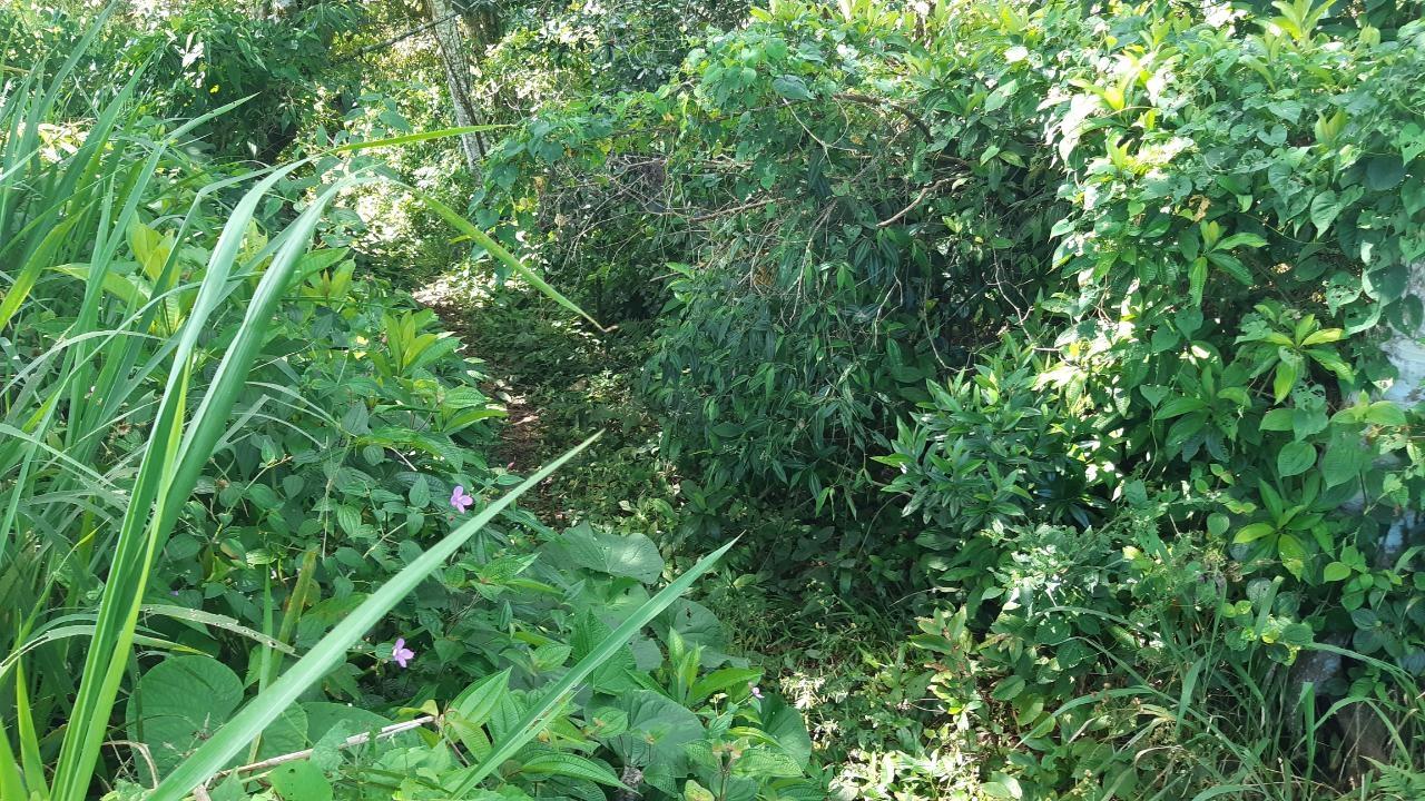 Fourth image of Land Part of Mary's Vale in Blackstonedge, St. Ann, Jamaica - property is For Sale
