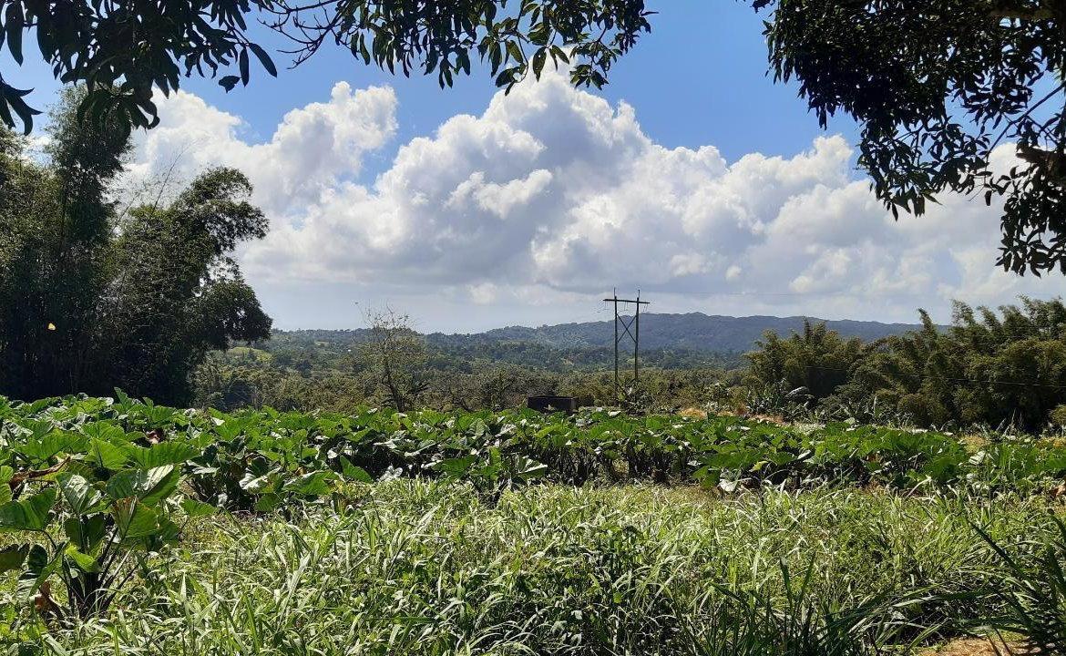 Fifth image of Land Part of Mary's Vale in Blackstonedge, St. Ann, Jamaica - property is For Sale