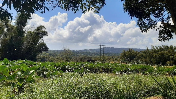 Fifth image of Land Part of Mary's Vale in Blackstonedge, St. Ann, Jamaica - property is For Sale