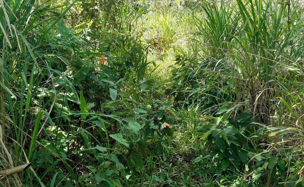 Sixth image of Land Part of Mary's Vale in Blackstonedge, St. Ann, Jamaica - property is For Sale