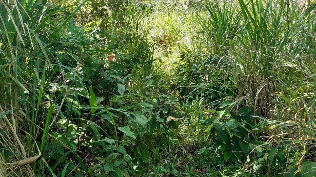 Sixth image of Land Part of Mary's Vale in Blackstonedge, St. Ann, Jamaica - property is For Sale