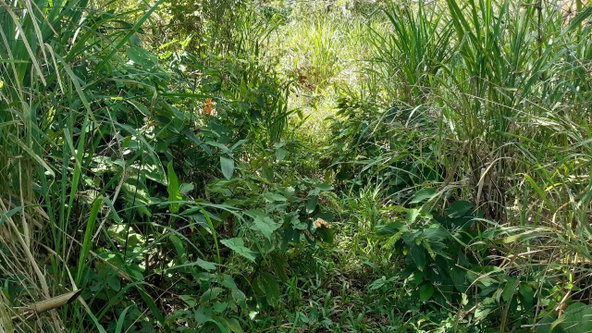 Sixth image of Land Part of Mary's Vale in Blackstonedge, St. Ann, Jamaica - property is For Sale