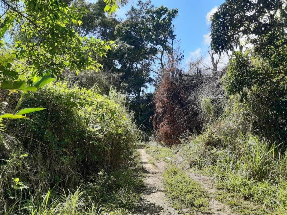 First image of Land Part of Mary's Vale in Blackstonedge, St. Ann, Jamaica - property is For Sale