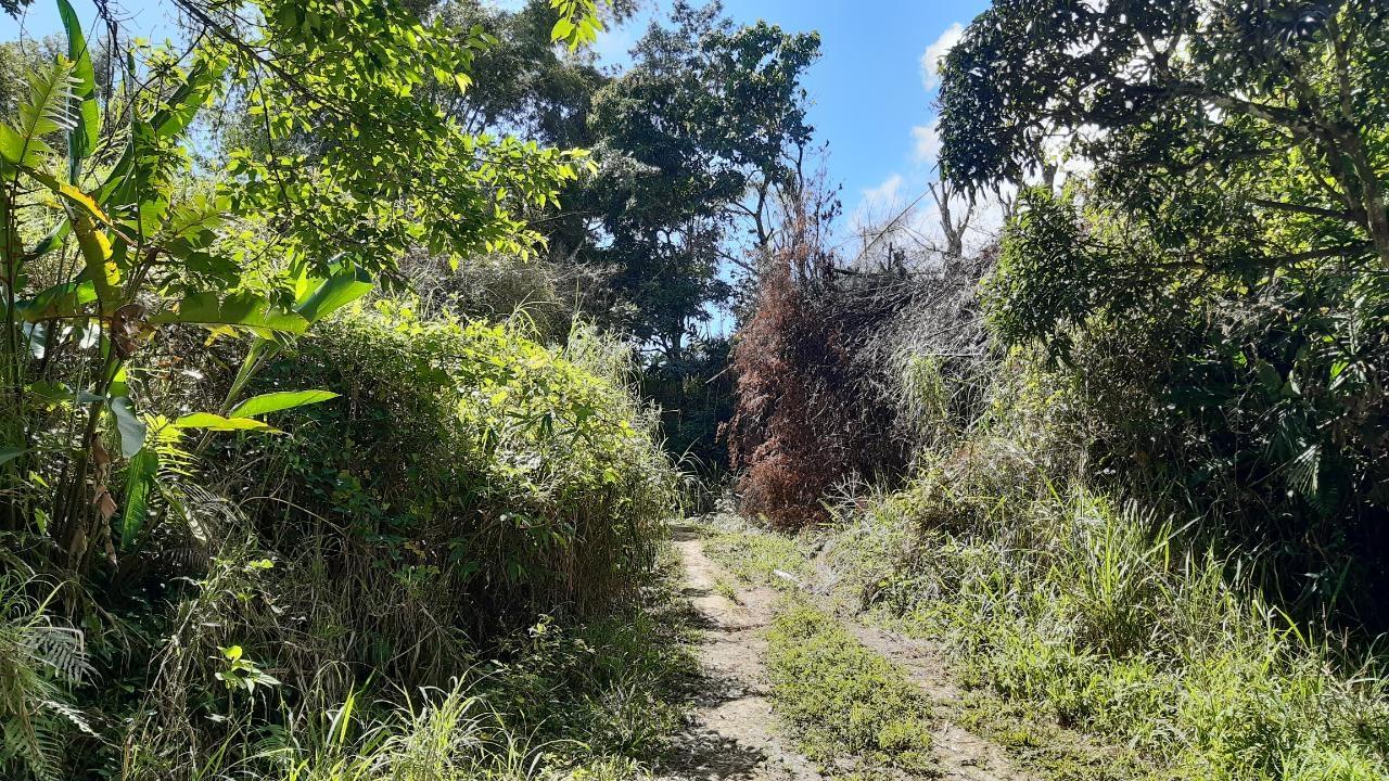First image of Land Part of Mary's Vale in Blackstonedge, St. Ann, Jamaica - property is For Sale