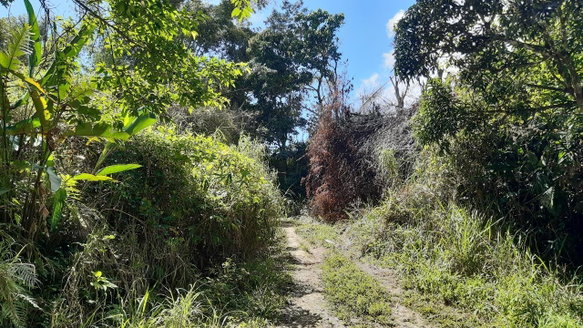 First image of Land Part of Mary's Vale in Blackstonedge, St. Ann, Jamaica - property is For Sale