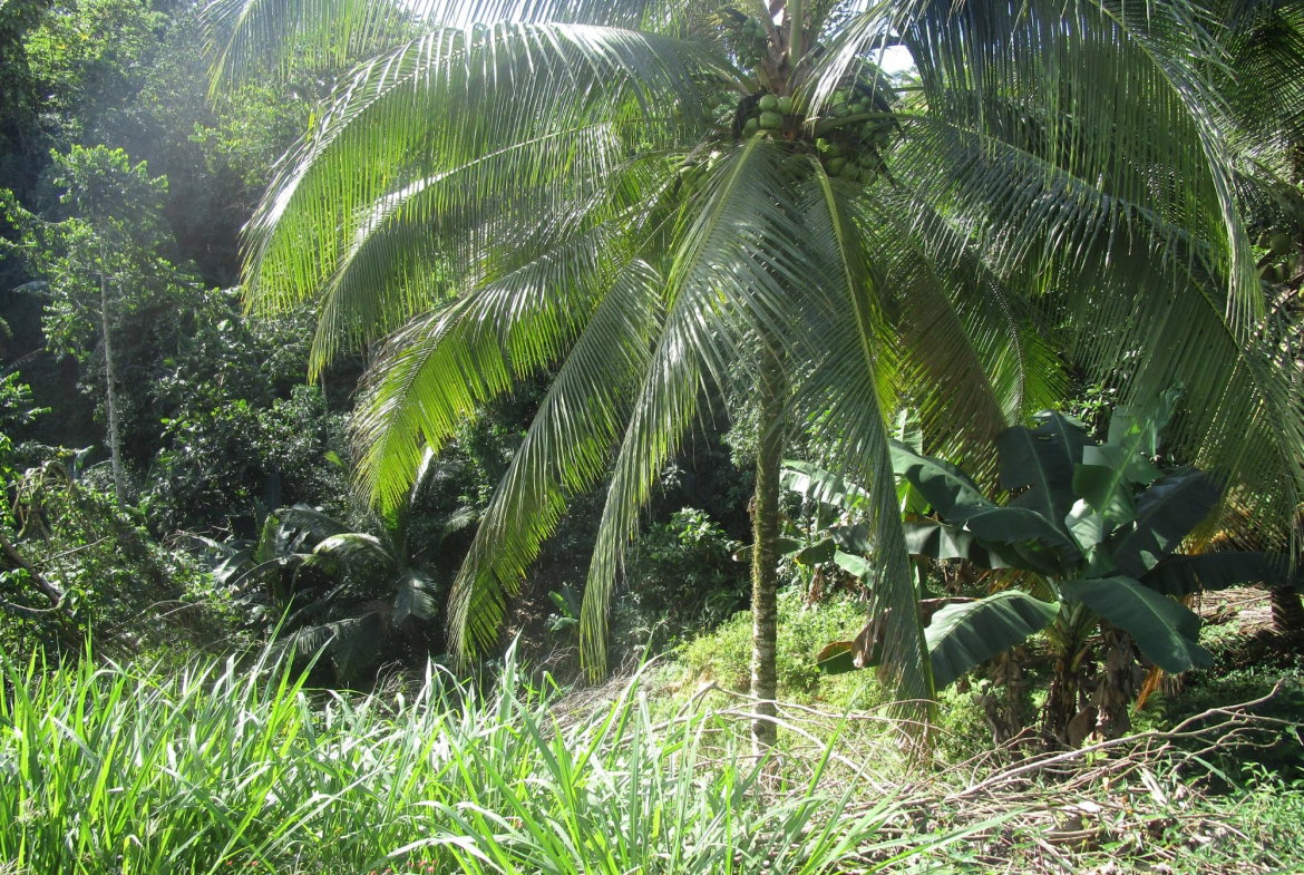 First image of 1 Glengoffe Main Road in Glengoffe, St. Catherine, Jamaica - property is For Sale