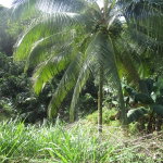 First image of 1 Glengoffe Main Road in Glengoffe, St. Catherine, Jamaica - property is For Sale