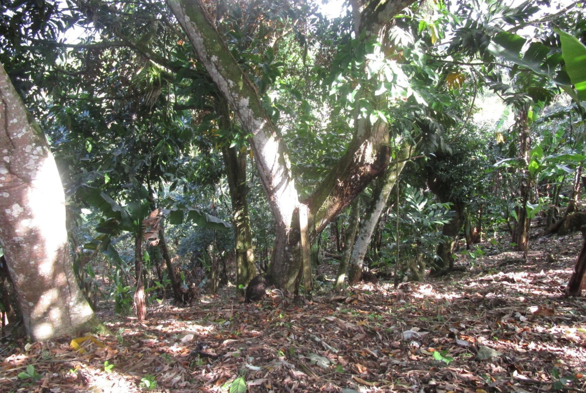 Third image of 1 Glengoffe Main Road in Glengoffe, St. Catherine, Jamaica - property is For Sale